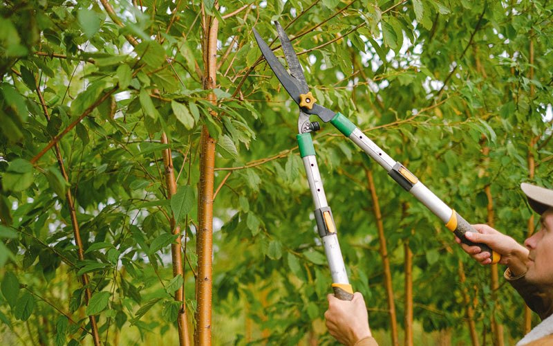 Tree trimming in Eleele, HI